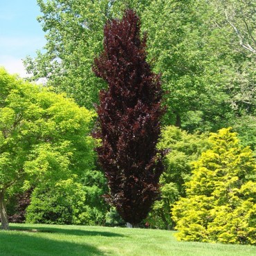 бук Дэвик Пурпл